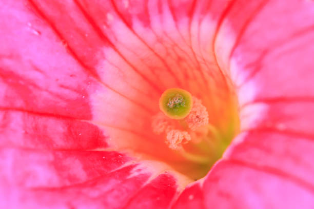 istock Macro shot of a pink flower 842492374