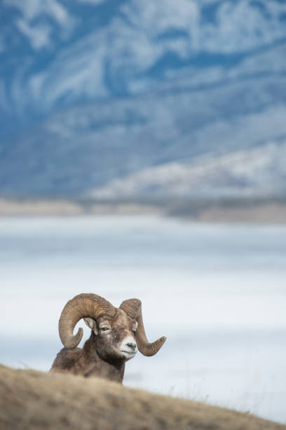 bighorn ram - bighorn sheep ram sheep winter - fotografias e filmes do acervo