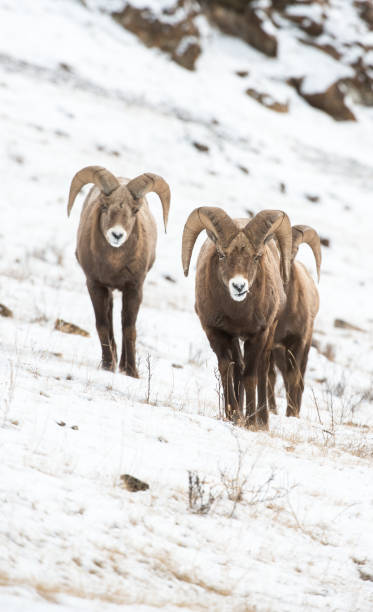 bighorn ram - bighorn sheep ram sheep winter - fotografias e filmes do acervo