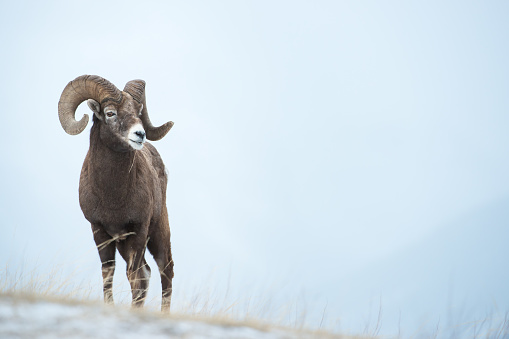 Ram de Bighorn photo