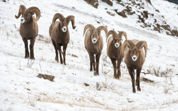 bighorn ram - bighorn sheep ram sheep winter - fotografias e filmes do acervo