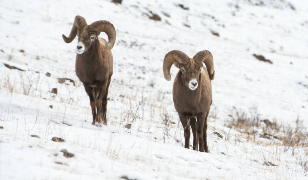 bighorn ram - bighorn sheep ram sheep winter - fotografias e filmes do acervo