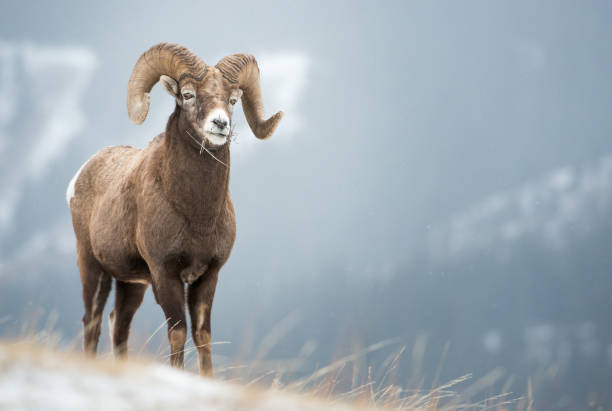 bighorn ram - bighorn sheep ram sheep winter - fotografias e filmes do acervo