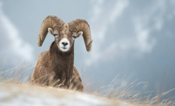 bighorn ram - bighorn sheep ram sheep winter - fotografias e filmes do acervo