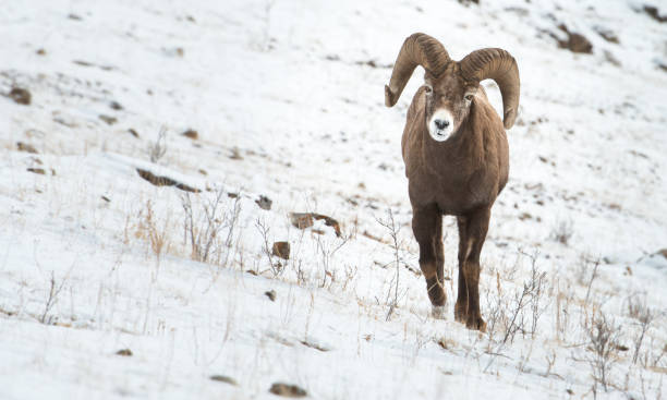 bighorn ram - bighorn sheep ram sheep winter - fotografias e filmes do acervo