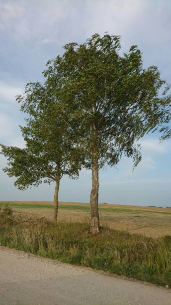 istock Two trees near country road 842493726