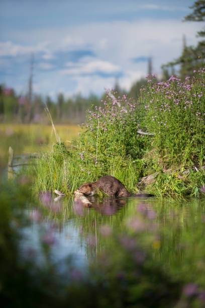 Beaver stock photo