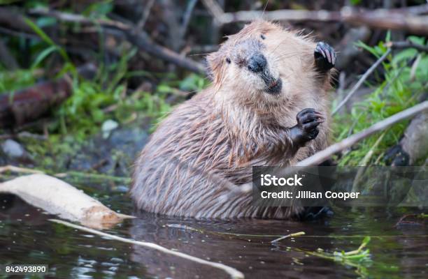 Beaver Stock Photo - Download Image Now - Beaver, Canada, Animal Wildlife