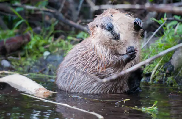 Photo of Beaver