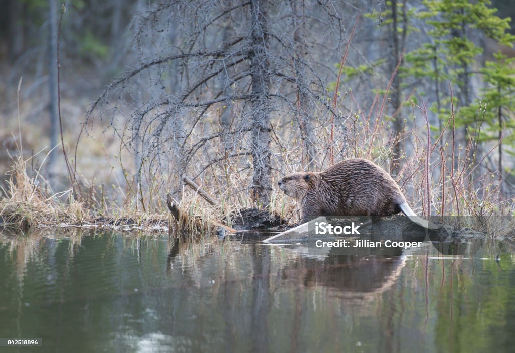 Beaver Rocky Mountains Beaver Stock Photo