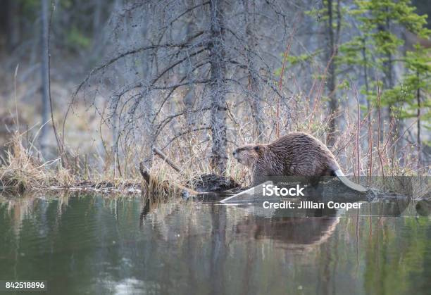 Beaver Stock Photo - Download Image Now - Beaver, Canada, Alberta