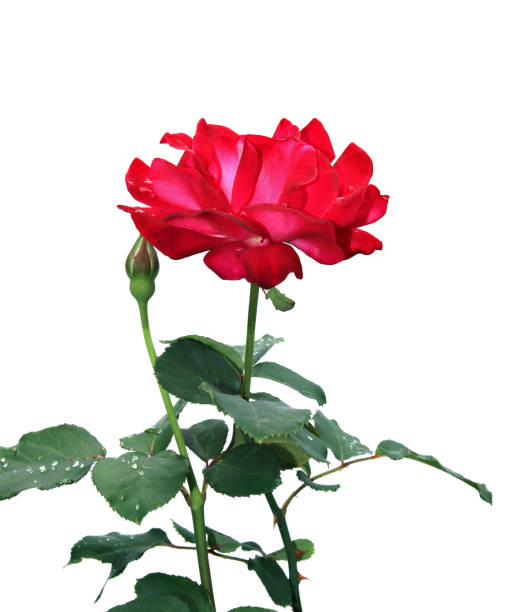 flor color de rosa carmesí aislado - velvet rose flower thorn fotografías e imágenes de stock