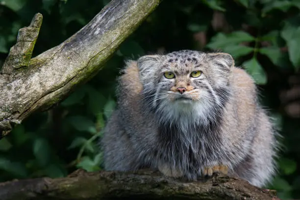 A picture from a pallas cat.