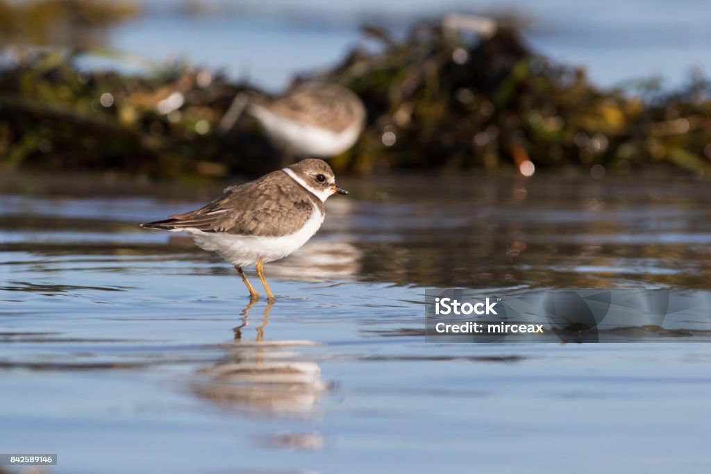 Semipalmated plover Semipalmated plover (Charadrius semipalmatus) Animal Stock Photo