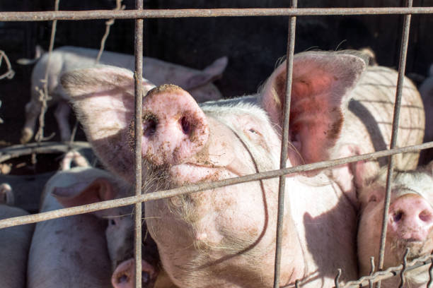 cochinillo está esperando comida en puesto de carne de cerdo. retrato de cerdo. - pig flu fotografías e imágenes de stock