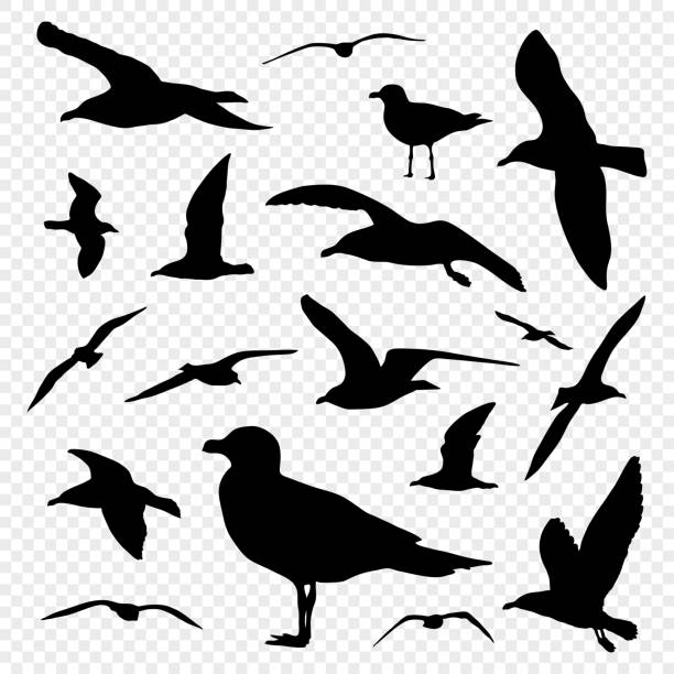 illustrations, cliparts, dessins animés et icônes de ensemble de la silhouette noire de mouette sur fond transparent vecteur - oiseau marin