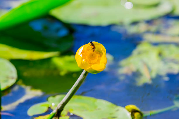 istock Yellow lily. A bee on a flower on the lake 842599990