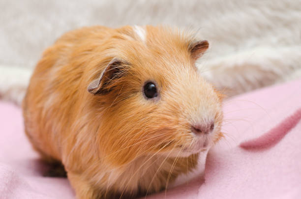 istock Portrait of red guinea pig. 842602752