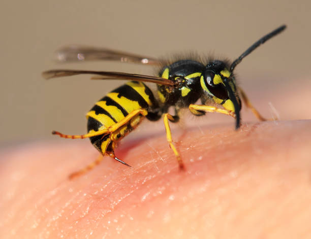 striped angry wasp stuck a sharp thorn in the human skin striped angry wasp stuck a sharp thorn in the human skin hornet stock pictures, royalty-free photos & images