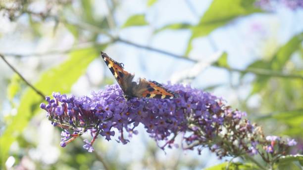 istock Butterfly on Purple Flower 842606822