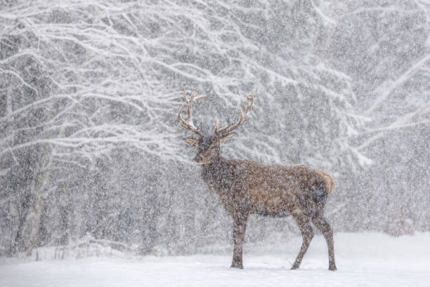 istock One Snow-Covered Red Deer (Cervus Elaphus) With Beautiful Horns Stands Sideways Against A Snowy Forest And Snowflakes. Red Deer ( Cervidae ) During A Heavy Snowfall With Poor Visibility. Let it snow 842610132