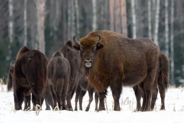 Powerful Adult European Wood Bison ( Aurochs,Wisent,Bison Bonasus ) Carefully Looks At You His Blue Eyes Against The Background Of A Herd Walking Into The Winter Pine Forest. Aurochs ( Wisent ) Male.