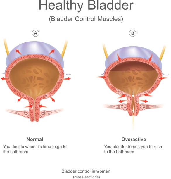 Healthy bladder in women. The bladder In the human the bladder is a hollow muscular, and distensible (or elastic) organ, that sits on the pelvic floor. Urine enters the bladder via the ureters and exits via the urethra. Info graphic Vector. phallic object stock illustrations