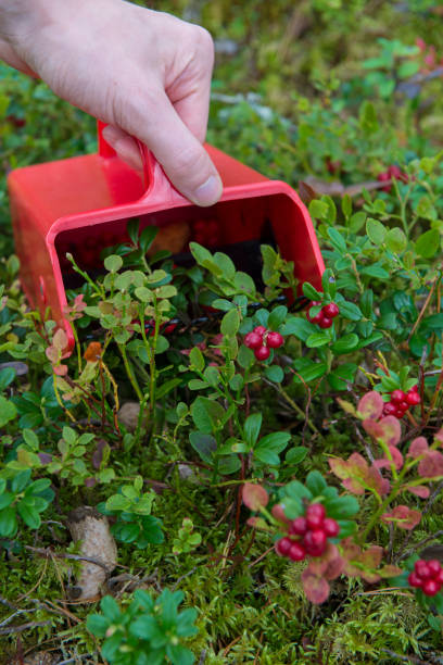 Berry picker Lingonberries picking in the forest with berry picker etela savo finland stock pictures, royalty-free photos & images