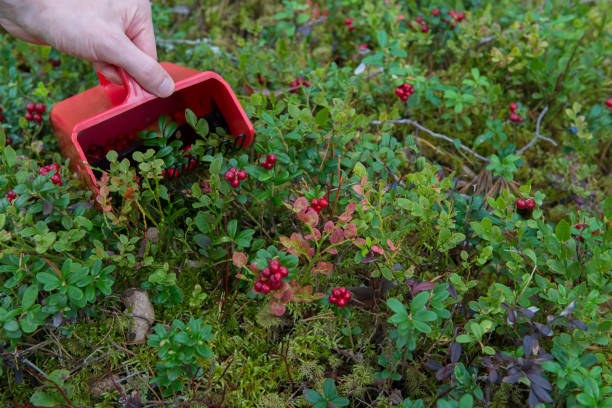 Lingonberries Lingonberries picking in the forest etela savo finland stock pictures, royalty-free photos & images