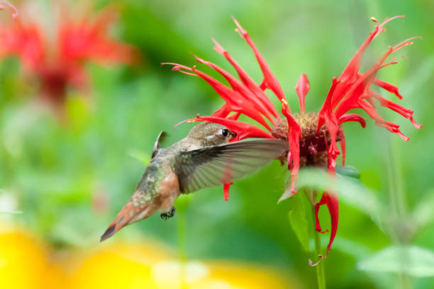 istock Hummingbird eating flowers 842632102