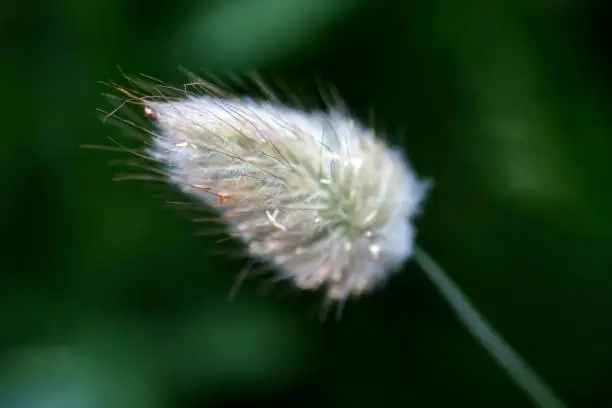 Cotton grass in garden