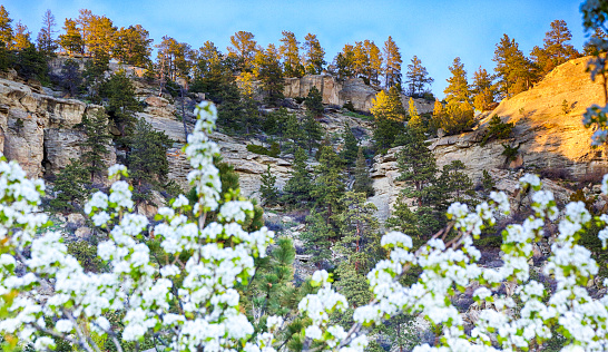 The spring blooms of fresh pear blossoms in front of the sandstone bluffs surrounding Billings, Montana known as the Riomrocks.