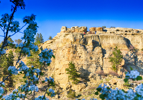 The spring blooms of fresh lilacs in front of the sandstone bluffs surrounding Billings, Montana known as the Riomrocks.