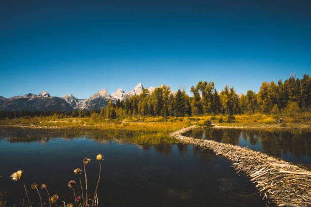 View of Grand Teton from Schwabacher Landing with a beaver dam in the foreground.. Photo taken on a sunny September day in 2015. beaver dam stock pictures, royalty-free photos & images