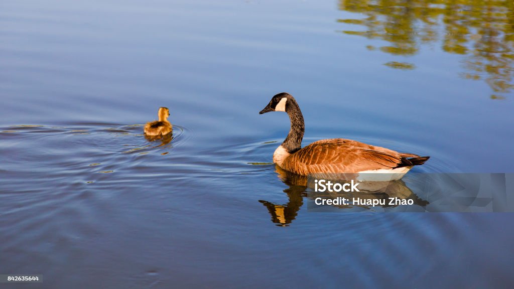 Learning to swim A Canada goose is teaching her kid to learn swim in the water. Animal Stock Photo