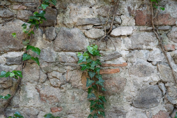 istock old stones wall with green ivy 842636008