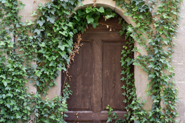 istock old wooden door with ivy 842636090