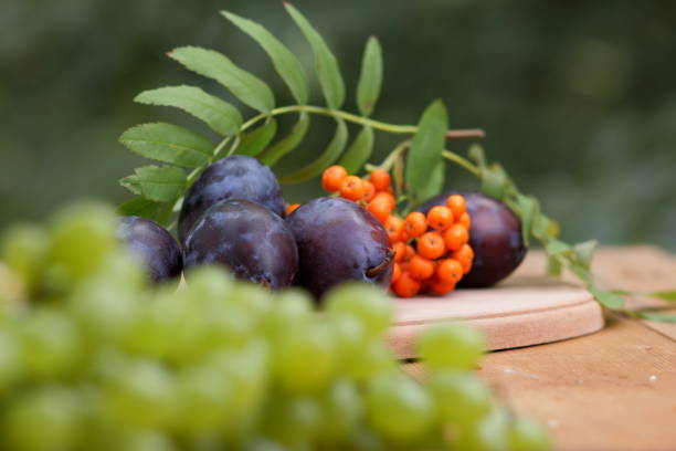 istock Blue plums and mountain ash on a wooden background on the window 842639404