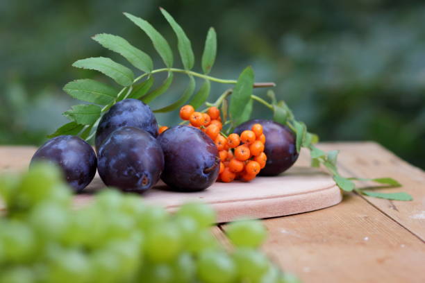 istock Blue plums and mountain ash on a wooden background on the window 842639488