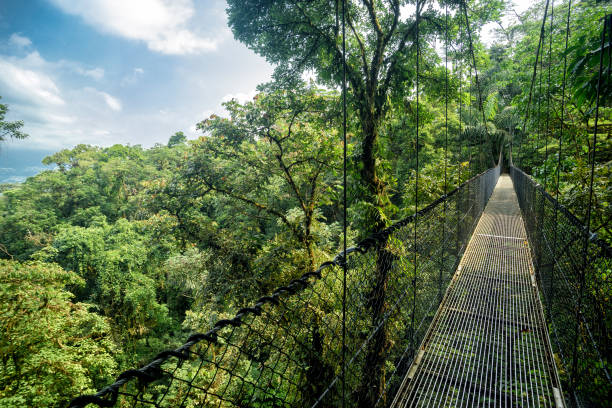 hanging bridge hanging bridge in the jungle wildlife reserve stock pictures, royalty-free photos & images