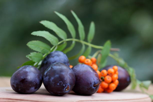 istock Blue plums and mountain ash on a wooden background on the window 842639574