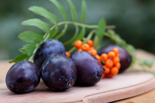 istock Blue plums and mountain ash on a wooden background on the window 842639666