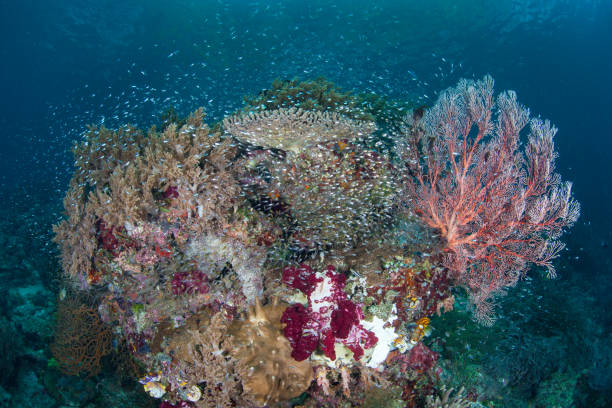 istock Biodiversity Underwater in Raja Ampat 842639826