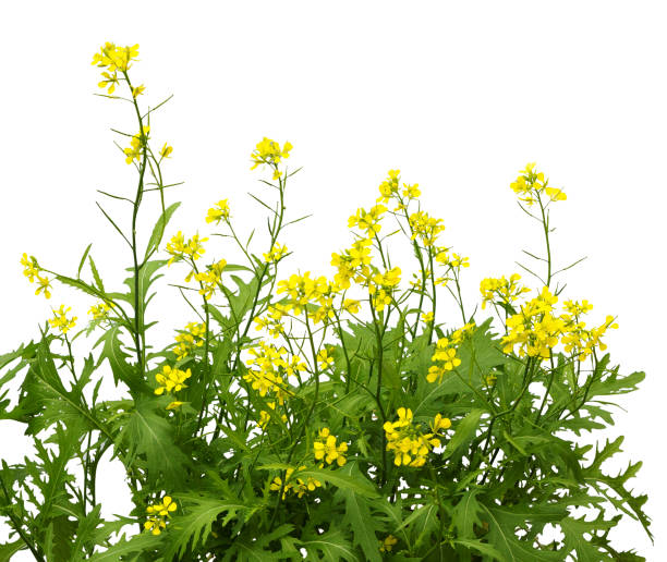 istock Mustard plant flowering. Wild mustard flowers. 842640044