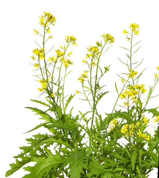 istock Mustard plant flowering. Wild mustard flowers. 842640052