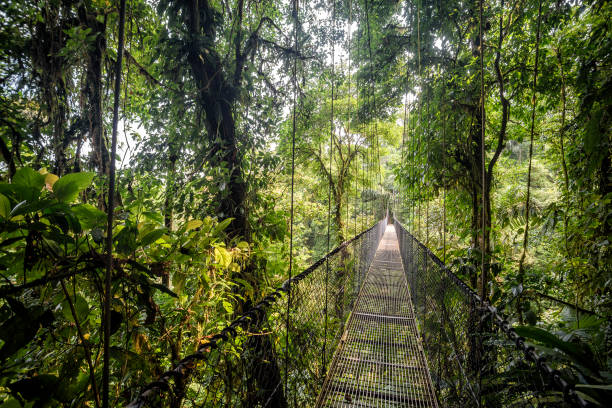 hanging bridge hanging bridge in the jungle guyana stock pictures, royalty-free photos & images