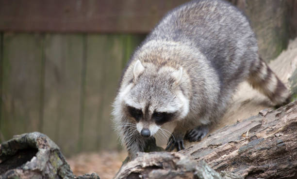 sneaky raccoon - outsmart imagens e fotografias de stock