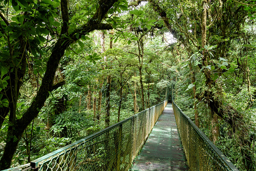 hanging bridge in the jungle