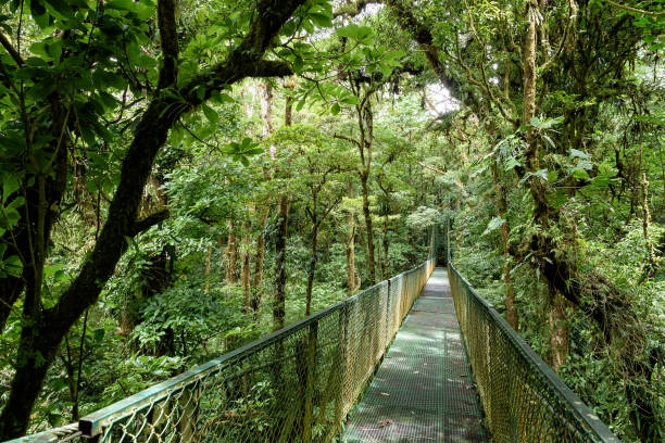 hanging bridge hanging bridge in the jungle tropical rainforest canopy stock pictures, royalty-free photos & images