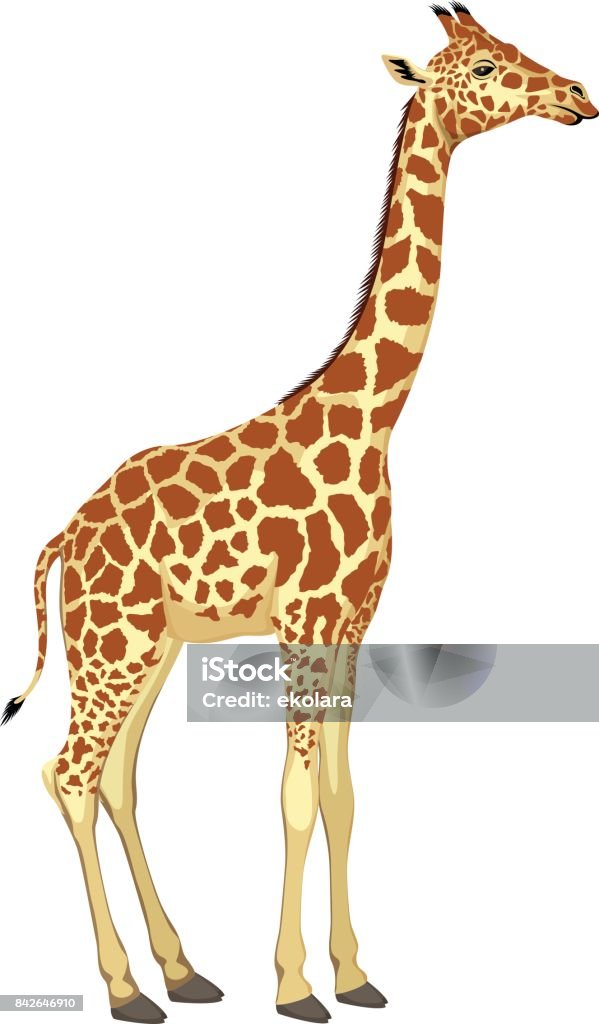 Vector giraffe isolated Giraffe stock vector